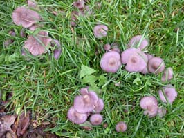 Laccaria amethystina.